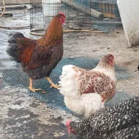 مرغ و خروس ویاندوت