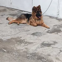 واگذاری ژرمن شپرد شولاین