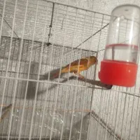 قناری ابلغ نر بخون|پرنده|مشهد, کشف|دیوار