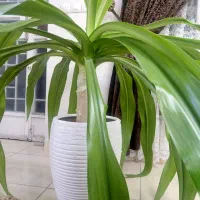 گل برگ ذرتی|گل و گیاه طبیعی|شیراز, تحویلی|دیوار