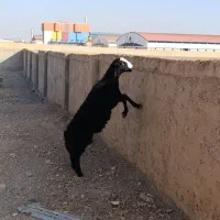 بره قوچ سیاه هیولای شال|حیوانات مزرعه|تاکستان, |دیوار