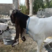 بز نر پتیری اصل|حیوانات مزرعه|چابهار, |دیوار