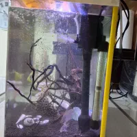 آکواریوم|ماهی|صدرا-فارس, فاز ۱|دیوار