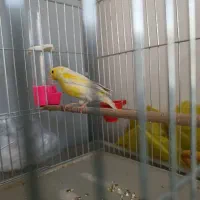 قناری نر|پرنده|کبودرآهنگ, |دیوار