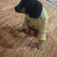 سگ کوچک تیز وباحال