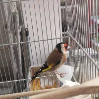 سهره|پرنده|اراک, |دیوار