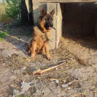 سگ ژرمن شپرد