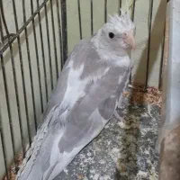 جوجه عروس وایت فیس و ابلق آلبینو