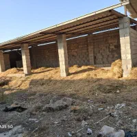 کاه گندم|لوازم جانبی حیوانات|گنبد کاووس, |دیوار