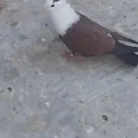 کبوتر مخملی