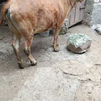 تلیسه