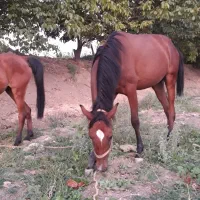 کره مادیون|اسب و تجهیزات اسبسواری|نهاوند, |دیوار