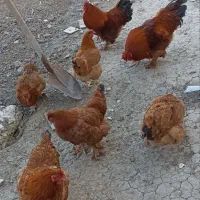 مرغ و خروس پاپر زیبا (دورگه برهما)|حیوانات مزرعه|فرح آباد, |دیوار