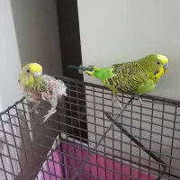 مرغ عشق نر.ماده