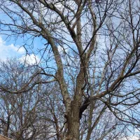 خریدو فروش انواع چوب وتیر چوب|خدمات باغبانی و درختکاری|هرسین, |دیوار