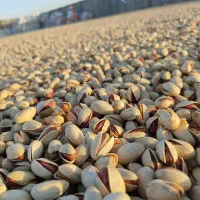 فروش پسته و مغز توسط بازرگانی شنتیا پیشگام خراسان|خوردنی و آشامیدنی|مشهد, امام خمینی|دیوار