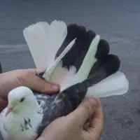 کفتر فروشی غریب