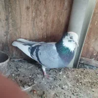 کفتر|پرنده|کرج, شهرک رضوانیه|دیوار