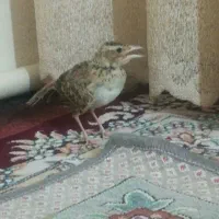 جوجه سهره خاکی (بلدرچین کبوترقناری مینا مرغ‌عشق)|پرنده|تهران, ترمینال جنوب|دیوار