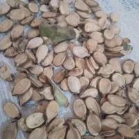 تخمه‌هندوانه‌آجیلی
