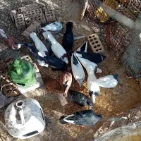 کبوتر