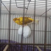 قناری نر ابلق|پرنده|ری, علایین|دیوار