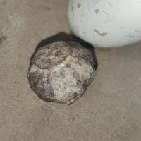 فسیل خشخاش عتیقه|کلکسیون اشیاء عتیقه|مشهد, رده|دیوار