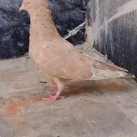 کله آبادانی گلالی|پرنده|بندر دیر, |دیوار