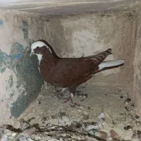 کبوتر|پرنده|مراغه, |دیوار