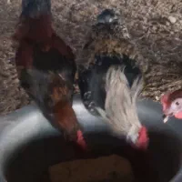 خروس ومرغ محلی ۳۰عدد وزن بالاوتخم مرغ نطفه دار