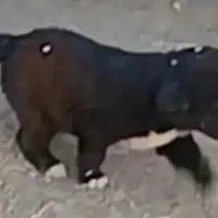 سگ آگهی بخون