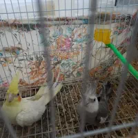 عروس وایت ولوتینو مولد