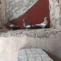 کفتر سرک جوجه و ماده برای فروش|پرنده|شیراز, تندگویان|دیوار