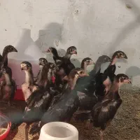 جوجه اوشامو