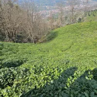 فروش-فوری-باغ-چای