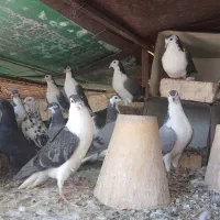 فروش کبوتر