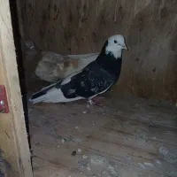 کبوترپرشی|پرنده|تهران, یافت آباد جنوبی|دیوار