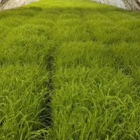 فروش تیم سبز هاشمی ۳۵عدد