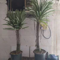 گل و گیاه نخل ماداگاسکار