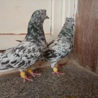 کبوتر