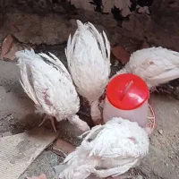 بوغلمون گوشتی سرحال