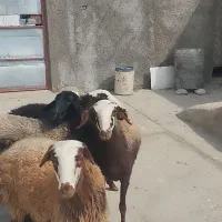 ۴ عدد بره ماده