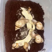 حلزون تخم گزار