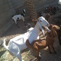 بز ماده