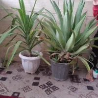 گل خانگی