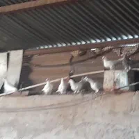 سلام. کفتر.فروشی