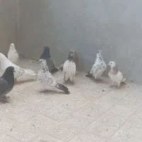 کبوتر زوردار نر و ماده جفت|پرنده|چرداول, |دیوار