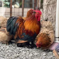 فروش کوچین های نیمچه از این مولد ها