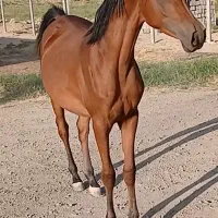 مادیان عرب دوسر خارجی