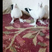 کبوتر عالی نقد ومعاوضه بامرغ عشق|پرنده|بمپور, |دیوار